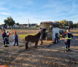 Was passiert wenn Pony Tony von allein nicht wieder in einem Anhänger laufen will? Er wird mit zwei Longen von hinten davon "überzeugt" doch in den Anhänger einzusteigen