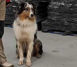 Flächensuchhund Sanai der Regieeinheit Rettungshundestaffel im Landkreis Spree-Neiße