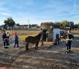 Was passiert wenn Pony Tony von allein nicht wieder in einem Anhänger laufen will? Er wird mit zwei Longen von hinten davon "überzeugt" doch in den Anhänger einzusteigen