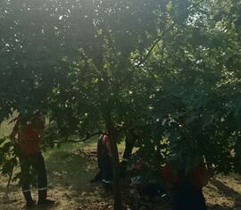 Jährliche Pflegeaktion am Ehrenhain Neuendorf.