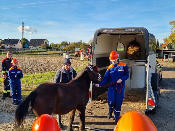 Pony Tony wird von Viktoria das erste mal aus dem Anhänger herausgeführt.