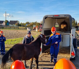 Pony Tony wird von Viktoria das erste mal aus dem Anhänger herausgeführt.