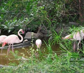 Sogar Flamingos konnten wir beobachten