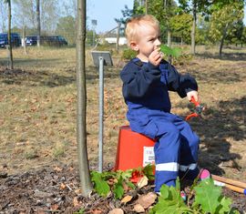 Der Sohn von Pflanzerin Stefanie Hellwig hilft bei der Pflege des Baumes