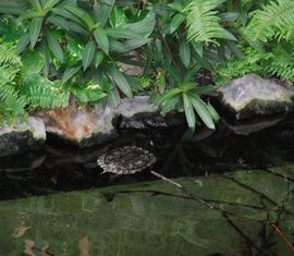 Die Schildkröte fühlt sich sehr wohl